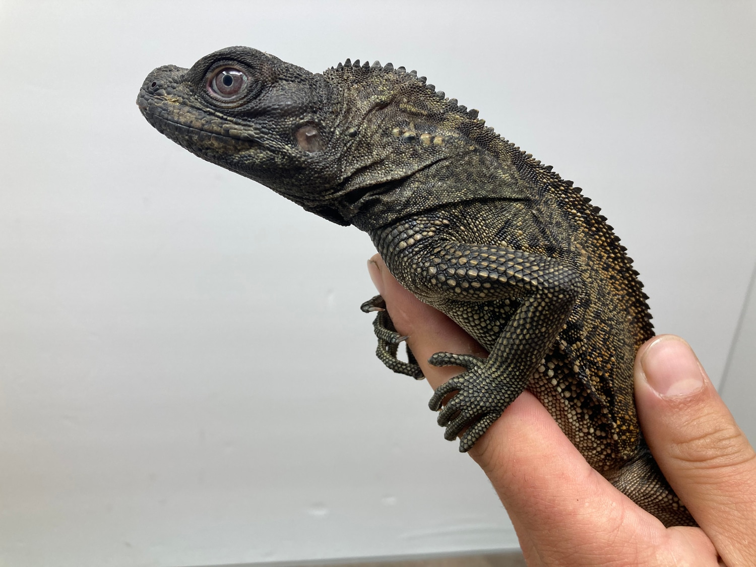 Black Sailfin Dragon (Hydrosaurus Celebensis) Other Lizard by Good Guy