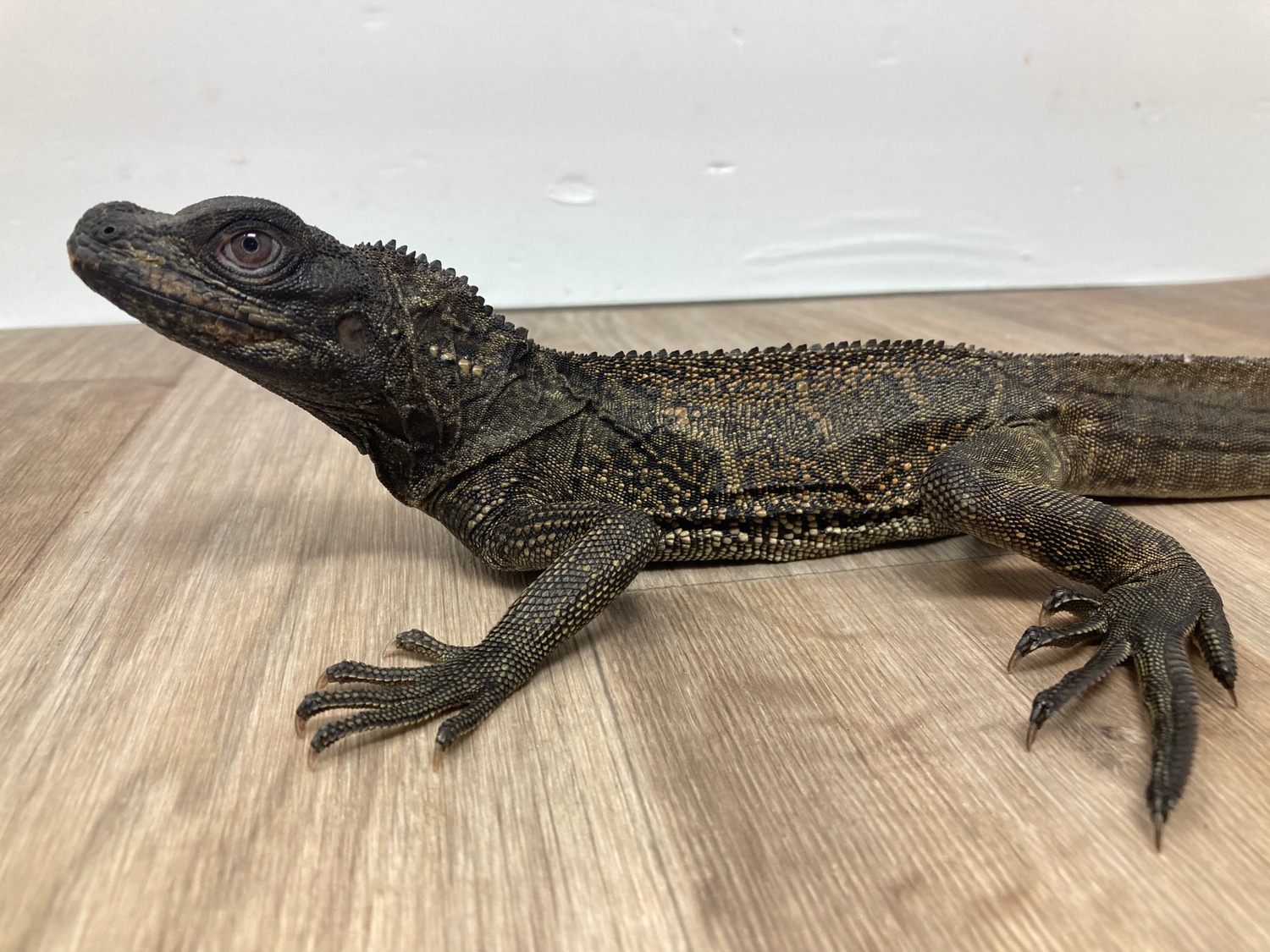 Black Sailfin Dragon (Hydrosaurus Celebensis) Other Lizard by Good Guy