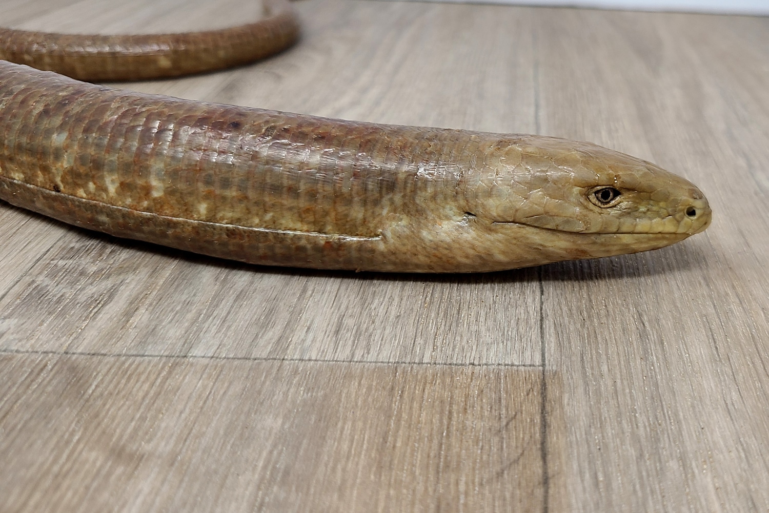 European Legless Lizard (Pseudopus Apodus) Other Lizard by Good Guy