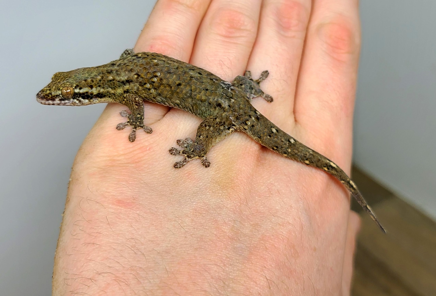 LTC Madagascar Fish Scale Geckos More Gecko by Good Guy Reptile Family MorphMarket