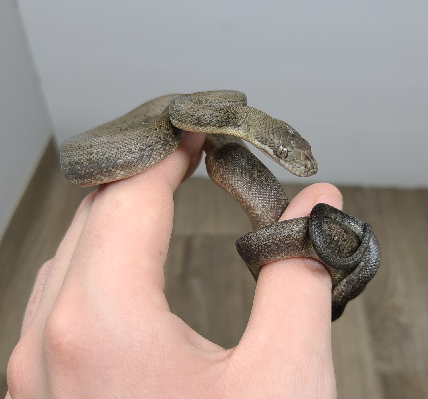 Macklotts Python *HOLIDAY SALE* Macklot's Python by Good Guy Reptile ...