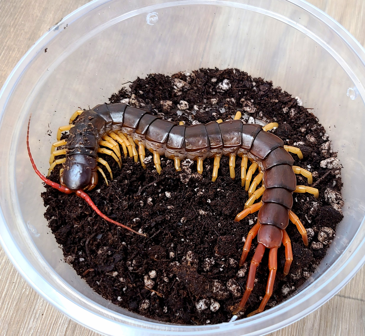 WHOLESALE Vietnamese Centipedes by Good Guy Reptile Family MorphMarket