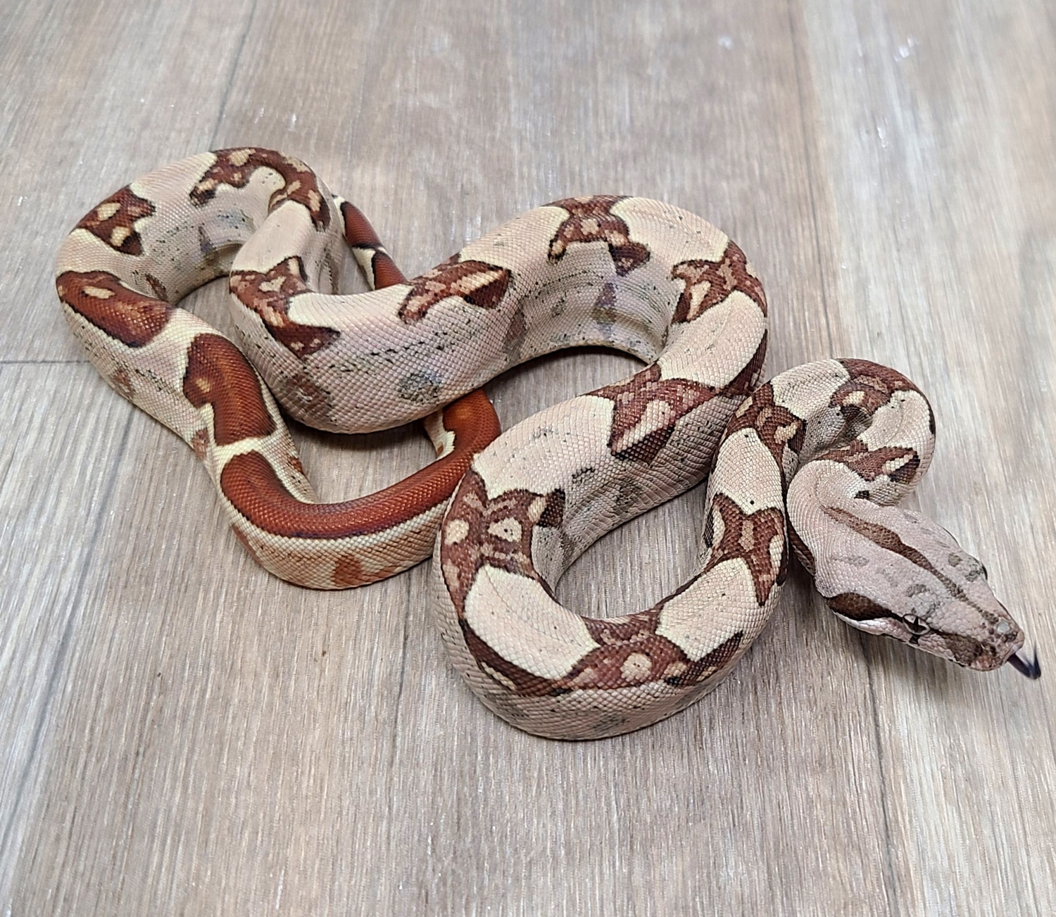 Hypo Jungle Boa Constrictor by Good Guy Reptile Family - MorphMarket