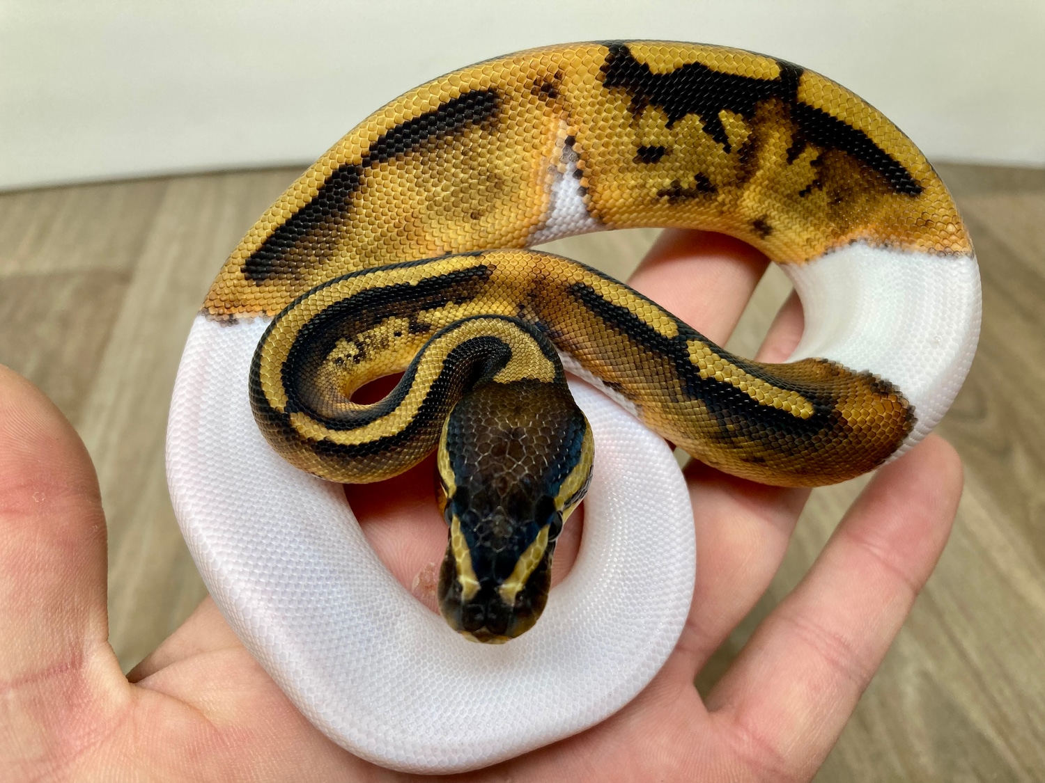 Nice Pied Ball Python by Good Guy Reptile Family - MorphMarket