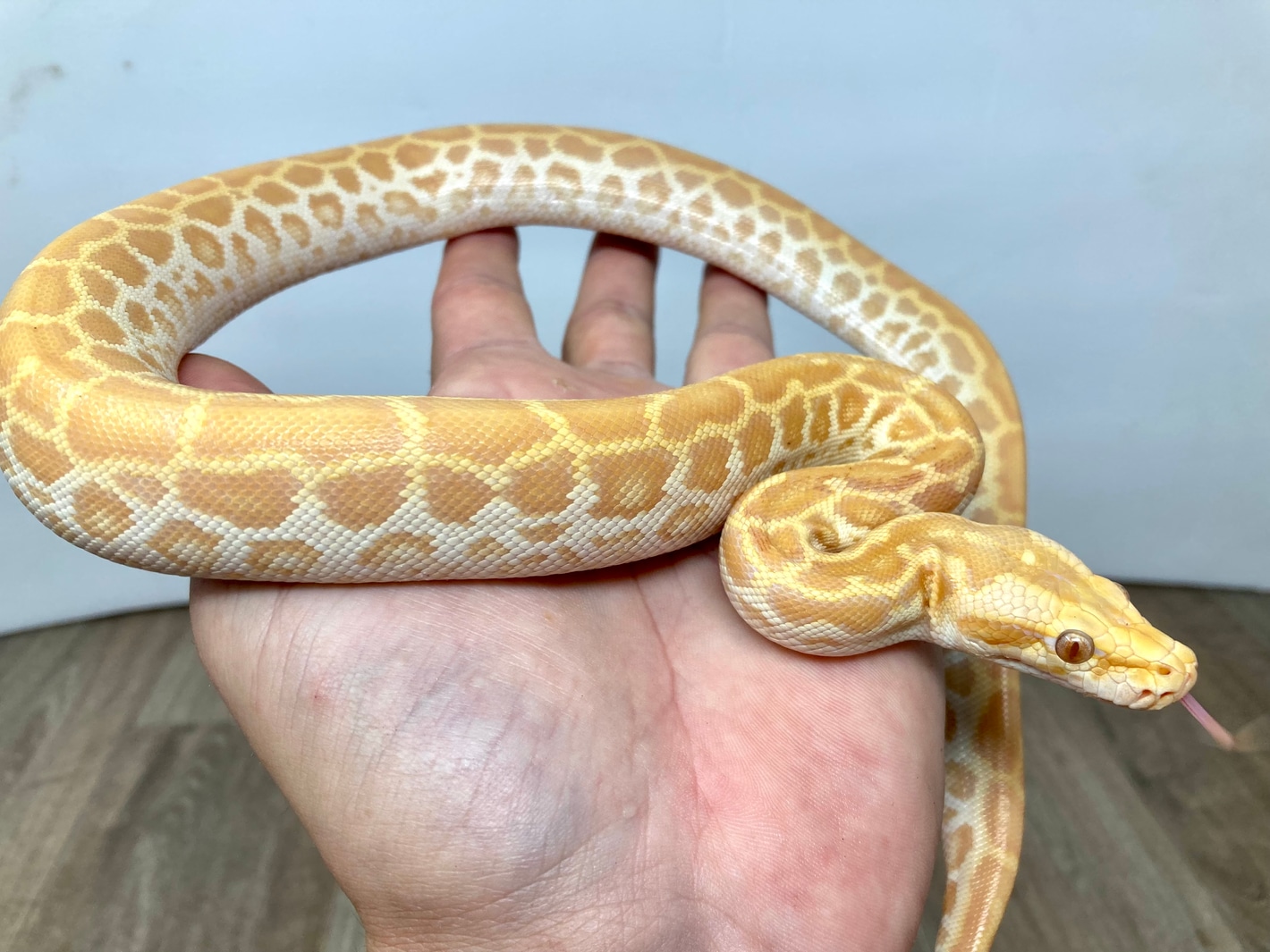 Pearl (Hypo Albino) Burmese Pythons by Good Guy Reptile
