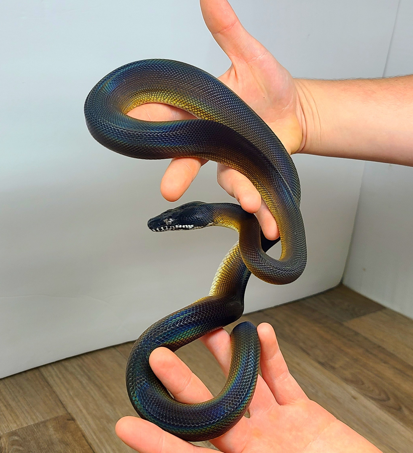 White Lip Python White-lipped Python by Good Guy Reptile Family ...