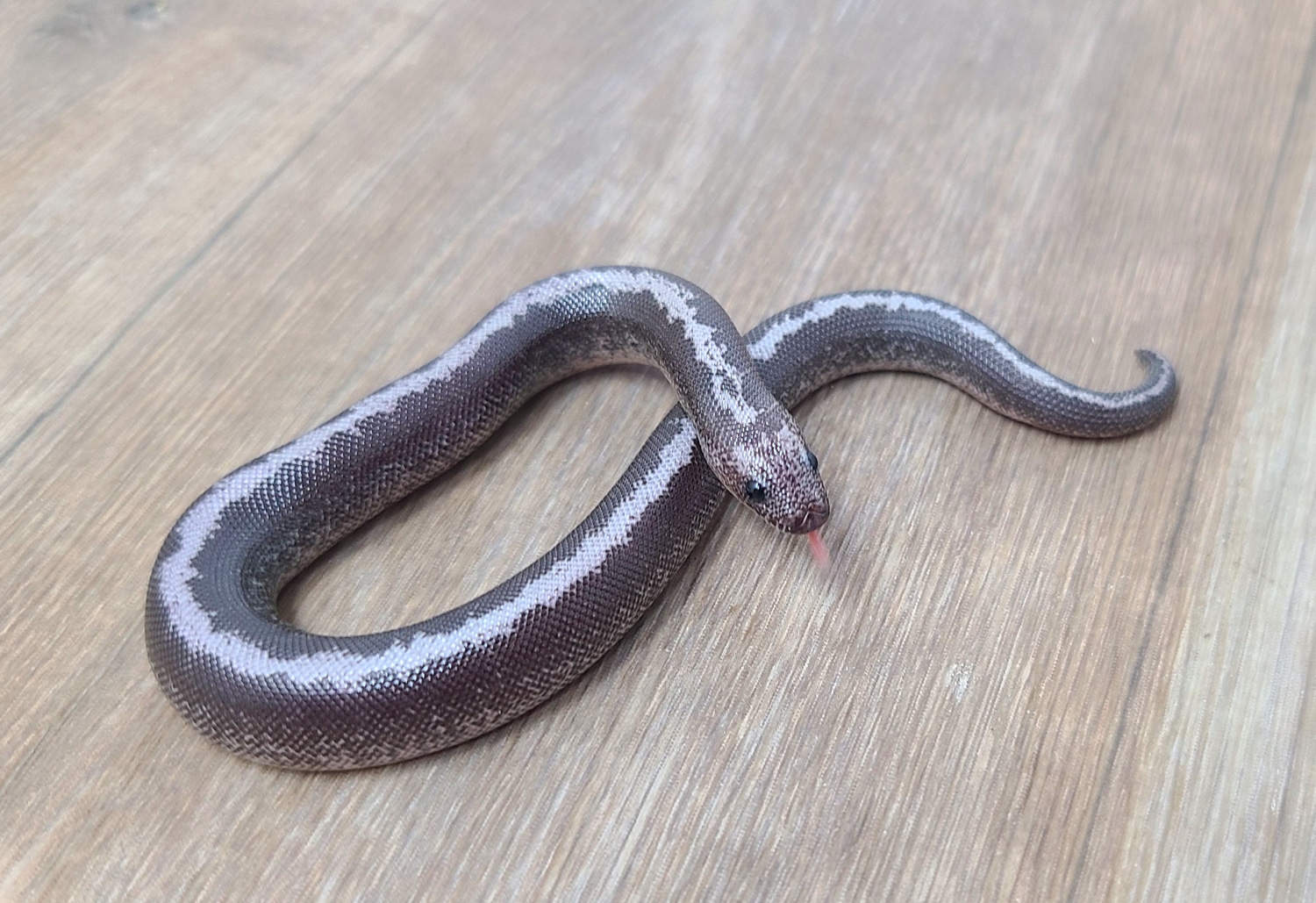 Anery Striped Kenya Sand Boa Kenyan Sand Boa by Good Guy Reptile Family