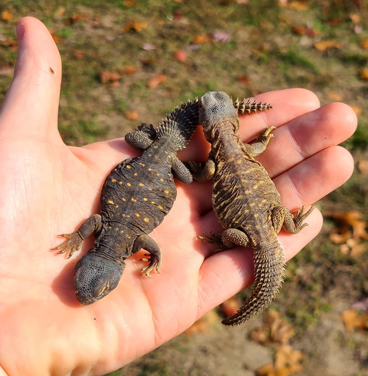 Egyptian Spinytailed Lizard by Good Guy Reptile Family MorphMarket