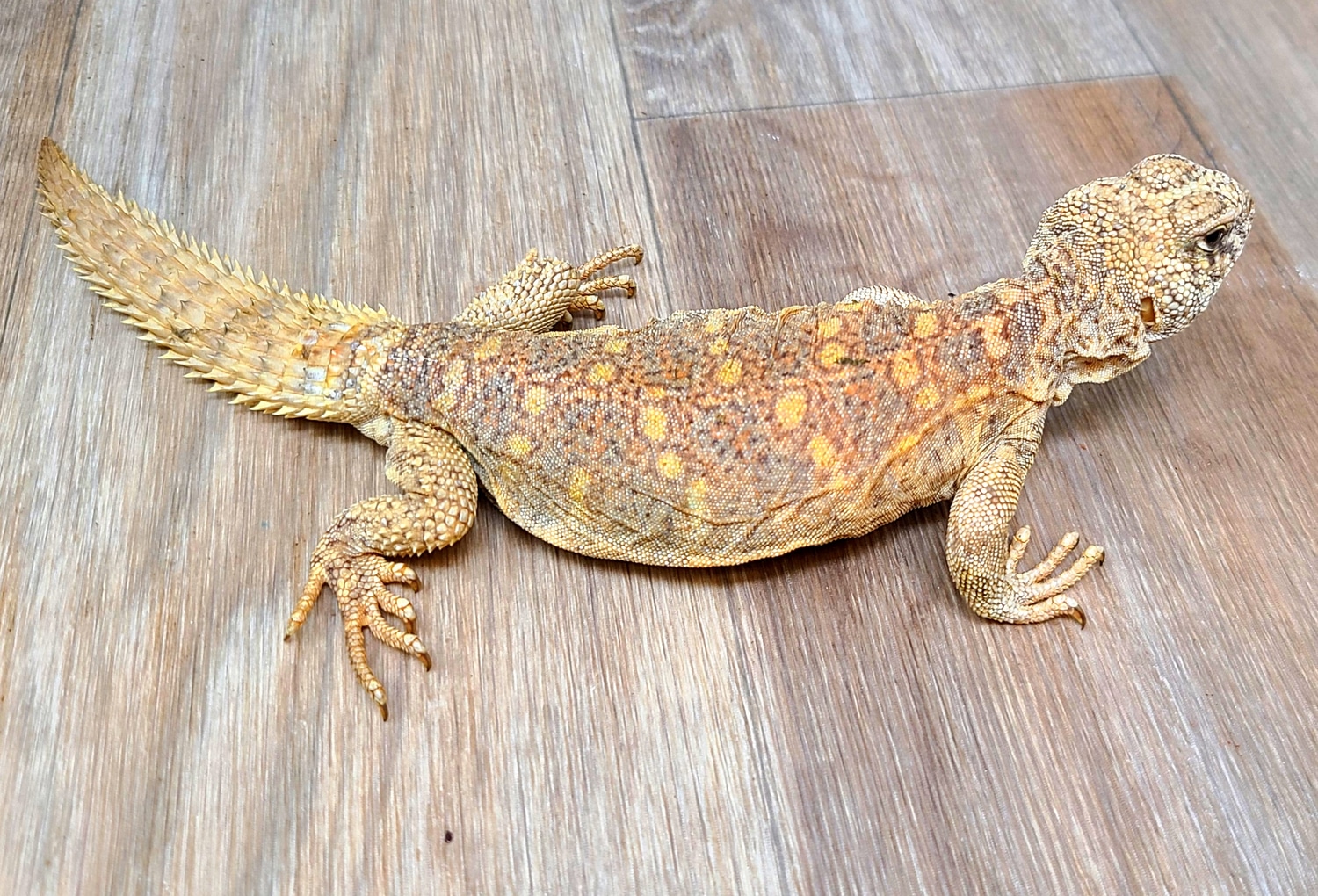 Ornate Spinytailed Lizard by Good Guy Reptile Family MorphMarket