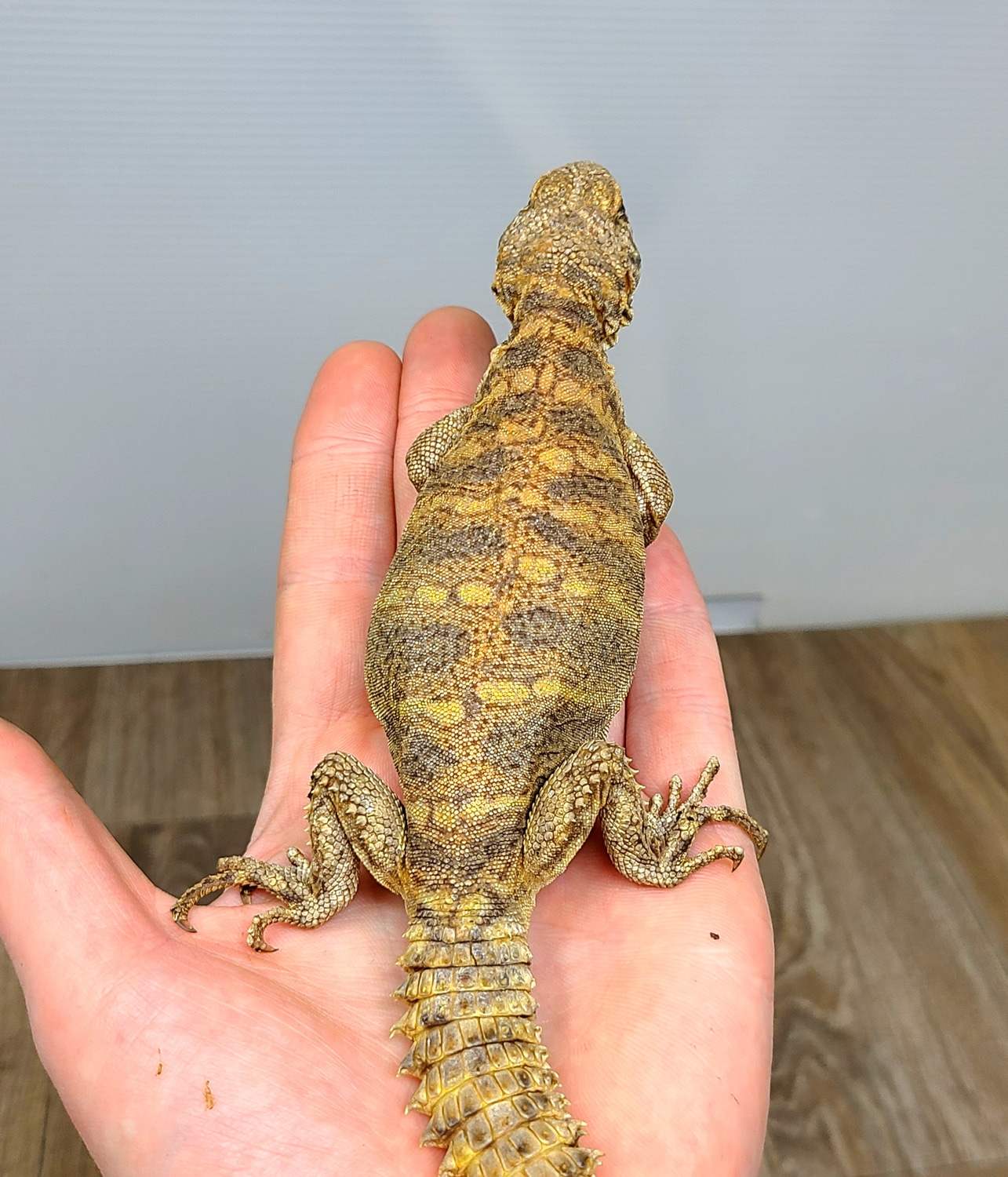 Ornate Spinytailed Lizard by Good Guy Reptile Family MorphMarket