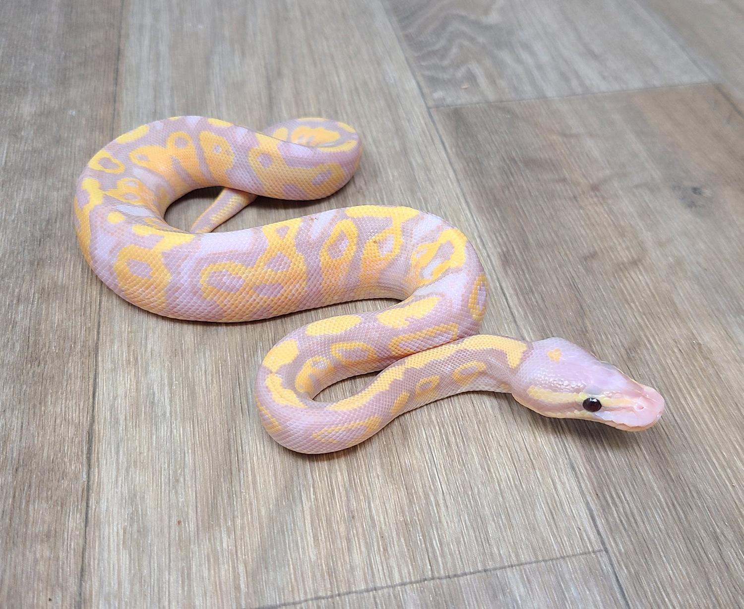 Banana Yellowbelly Red Stripe Ball Python by Good Guy Reptile Family