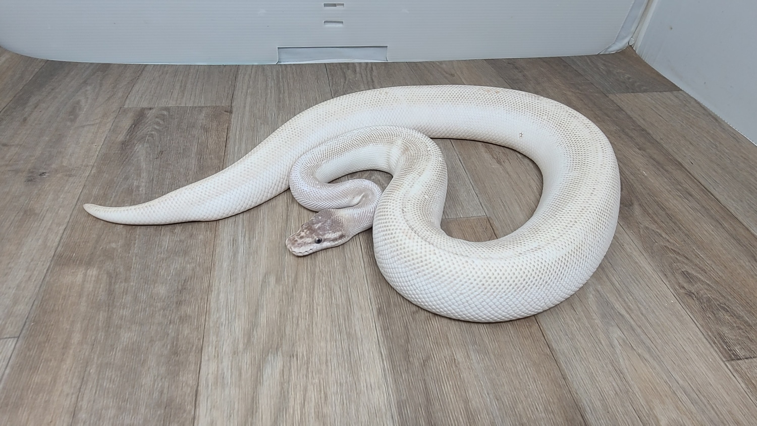 ADULT VIRGIN Super Mojave (BEL) Ball Python by Good Guy Reptile Family ...