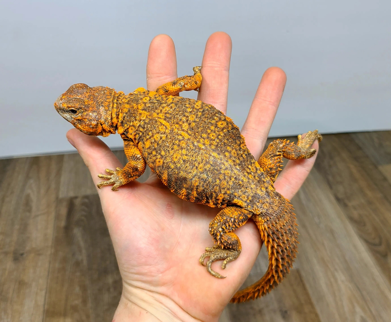 Red Nigerian Spinytailed Lizard by Good Guy Reptile Family MorphMarket