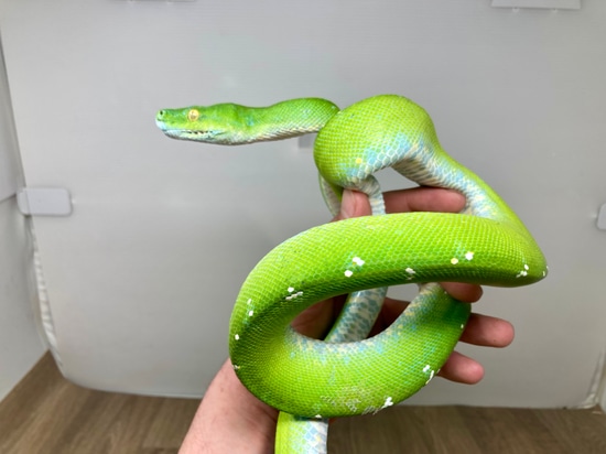 Aru Subadult Female Green Tree Python by Good Guy Reptile Family