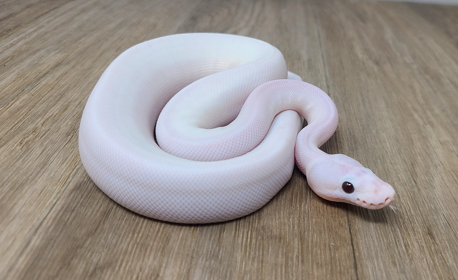 White Wedding Ball Python by Good Guy Reptile Family - MorphMarket
