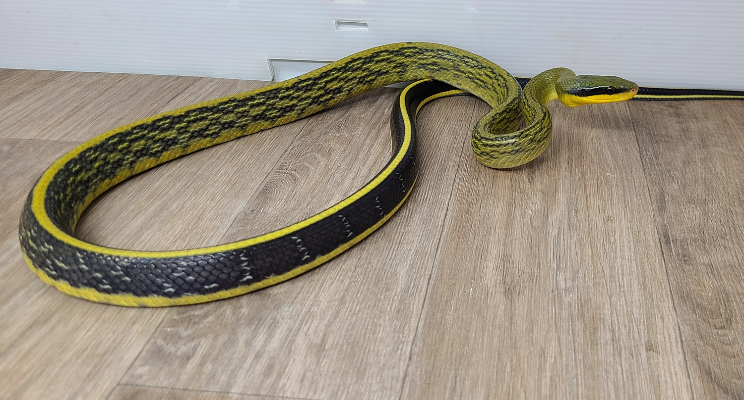 Sumatran Cave Dwelling Other Rat Snake by Good Guy Reptile Family