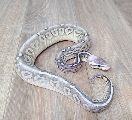 Sterling Het Albino Ball Python by Good Guy Reptile Family