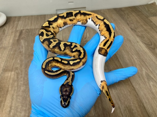 Leopard Pied (Paradox Spot) Ball Python by Good Guy Reptile Family