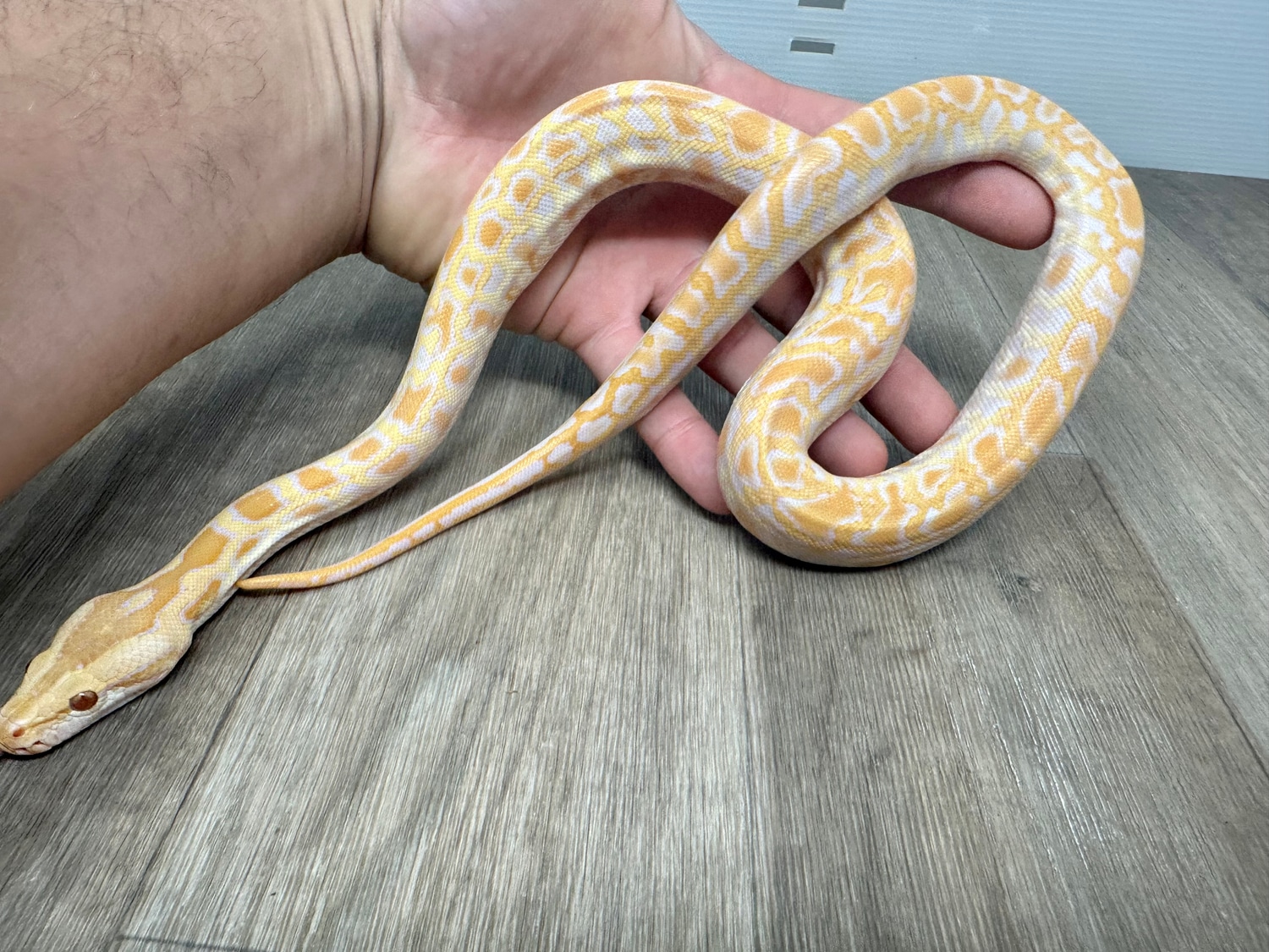 Albino Burmese Python by Good Guy Reptile Family - MorphMarket