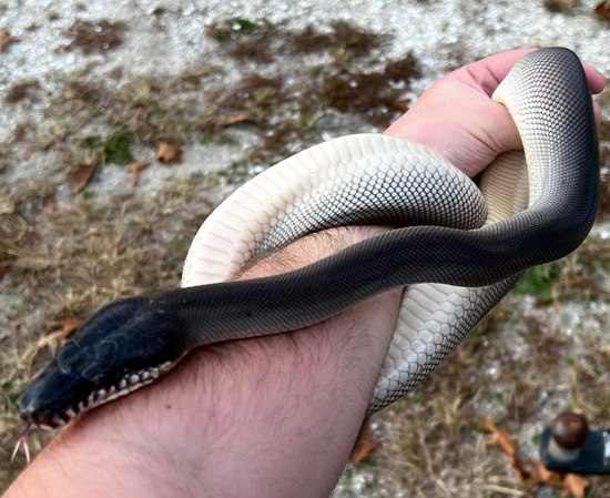Southern White Lip Python White-Lipped Python by Good Guy Reptile Family