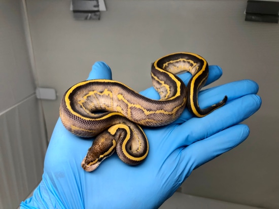 Highway Phantom Leopard Ball Python by Good Guy Reptile Family