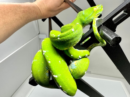 Aru Green Tree Python by Good Guy Reptile Family