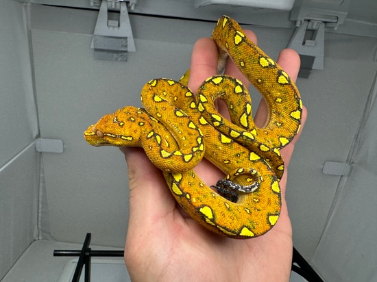 Red Biak Green Tree Python by Good Guy Reptile Family