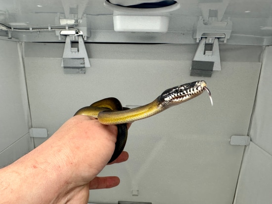 Northern White Lip Python White-Lipped Python by Good Guy Reptile Family
