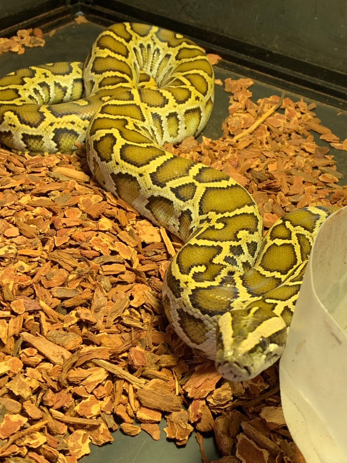 DH Albino/lab Burmese Python by El Jefe Exotics - MorphMarket