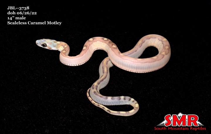 14 Scaleless Corn Snake Price