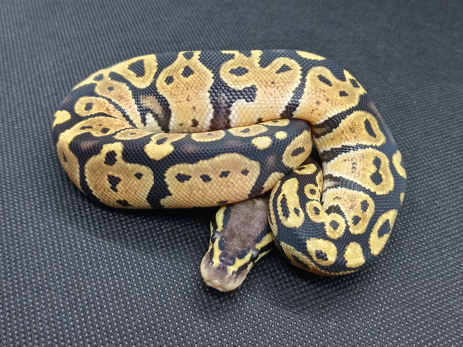 Pastel Ball Python by Right Side Reptiles - MorphMarket