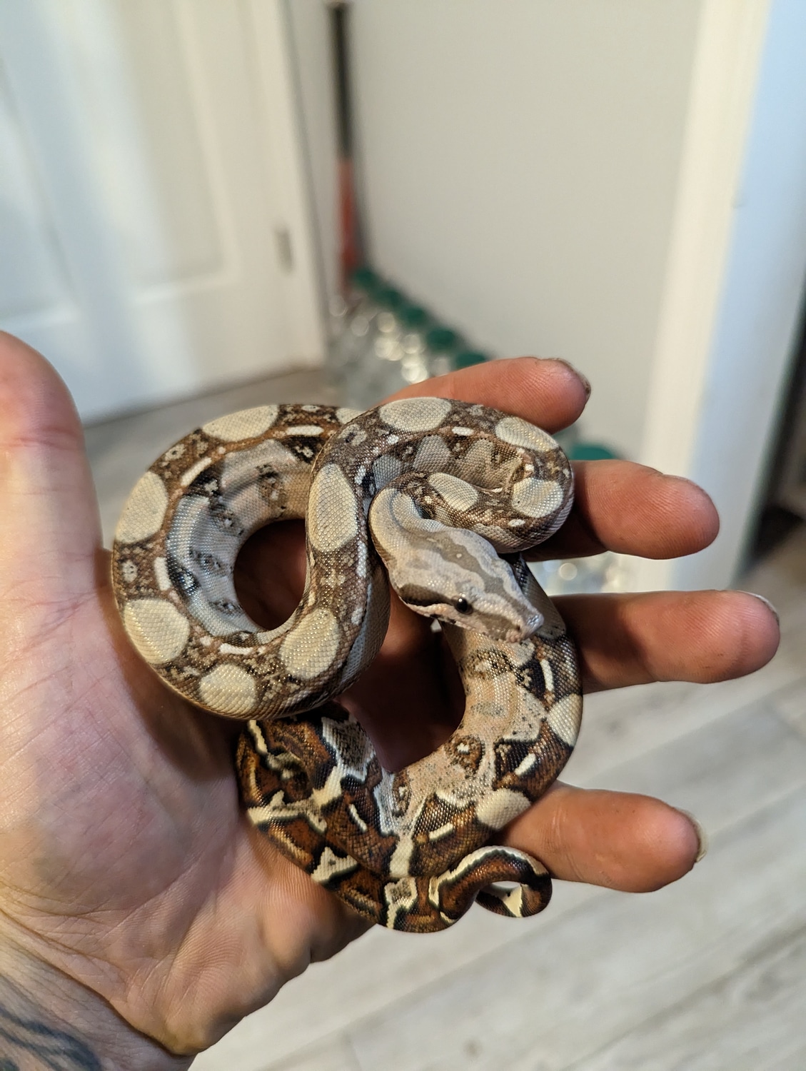 Raptor Boa Constrictor by Wicked Scoria MorphMarket