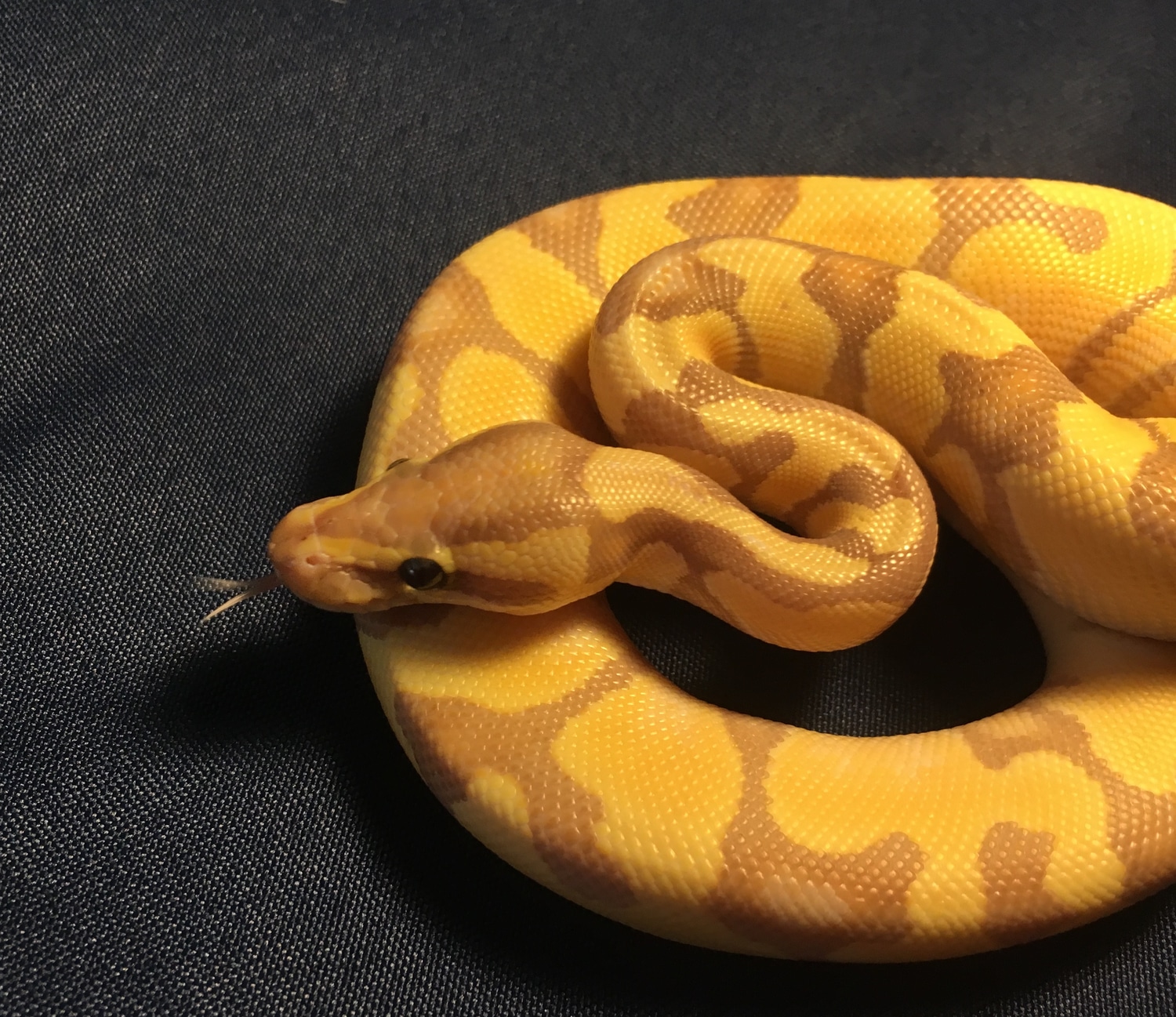 Banana Enchi Ball Python by DJ's Reptile Hut - MorphMarket