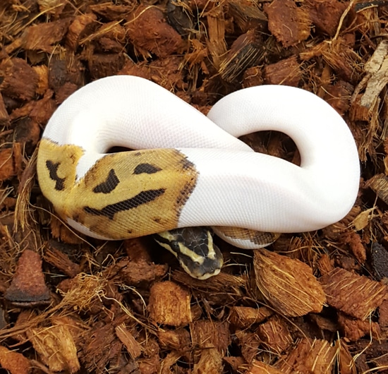 Pied With Emoji Ball Python by Shores Enuff Snakes