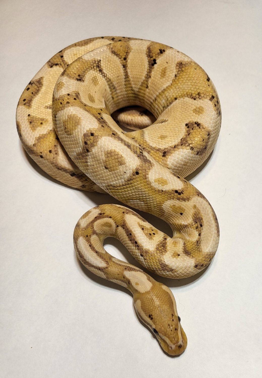Banana Yellow Belly Ball Python by Shores Enuff Snakes MorphMarket