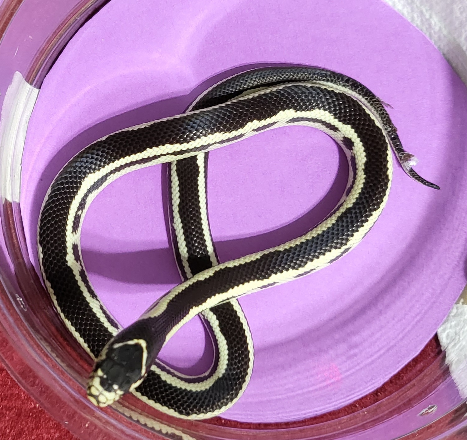 Wide Stripe Brown And Yellow Male California Kingsnake by Shores Enuff