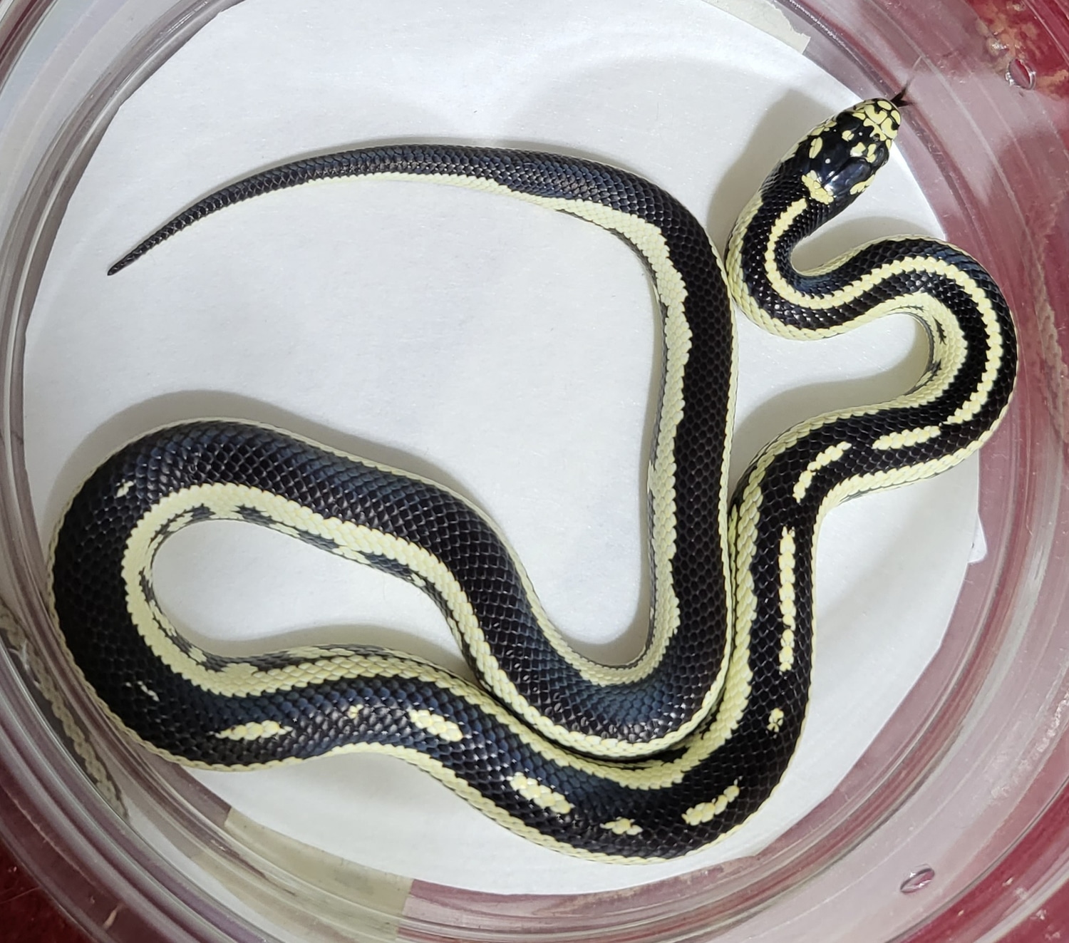 Wide Stripe Brown And Yellow Female California Kingsnake by Shores