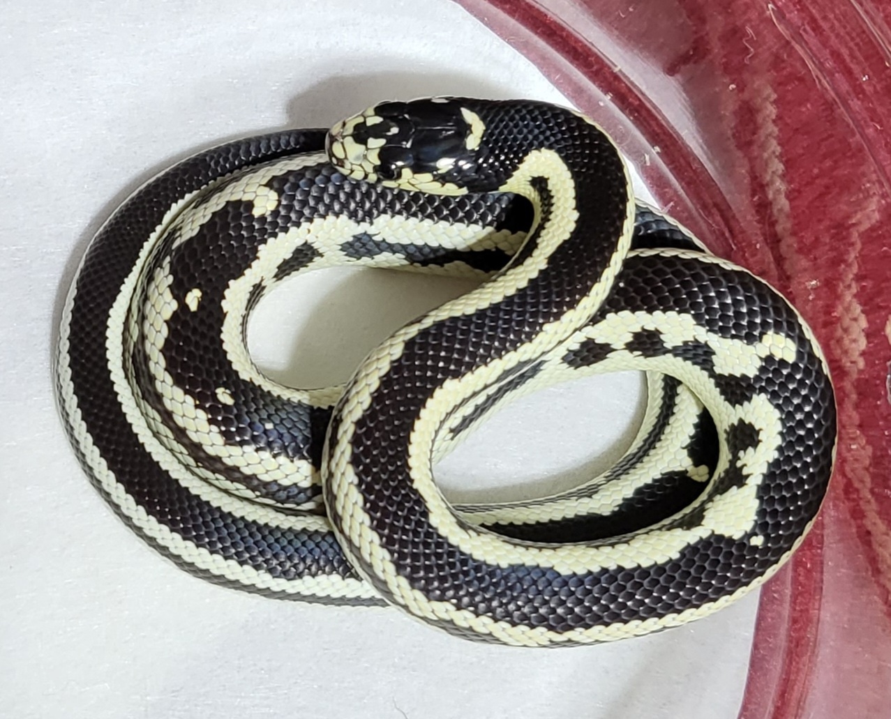 Wide Stripe Brown And Yellow Female California Kingsnake by Shores