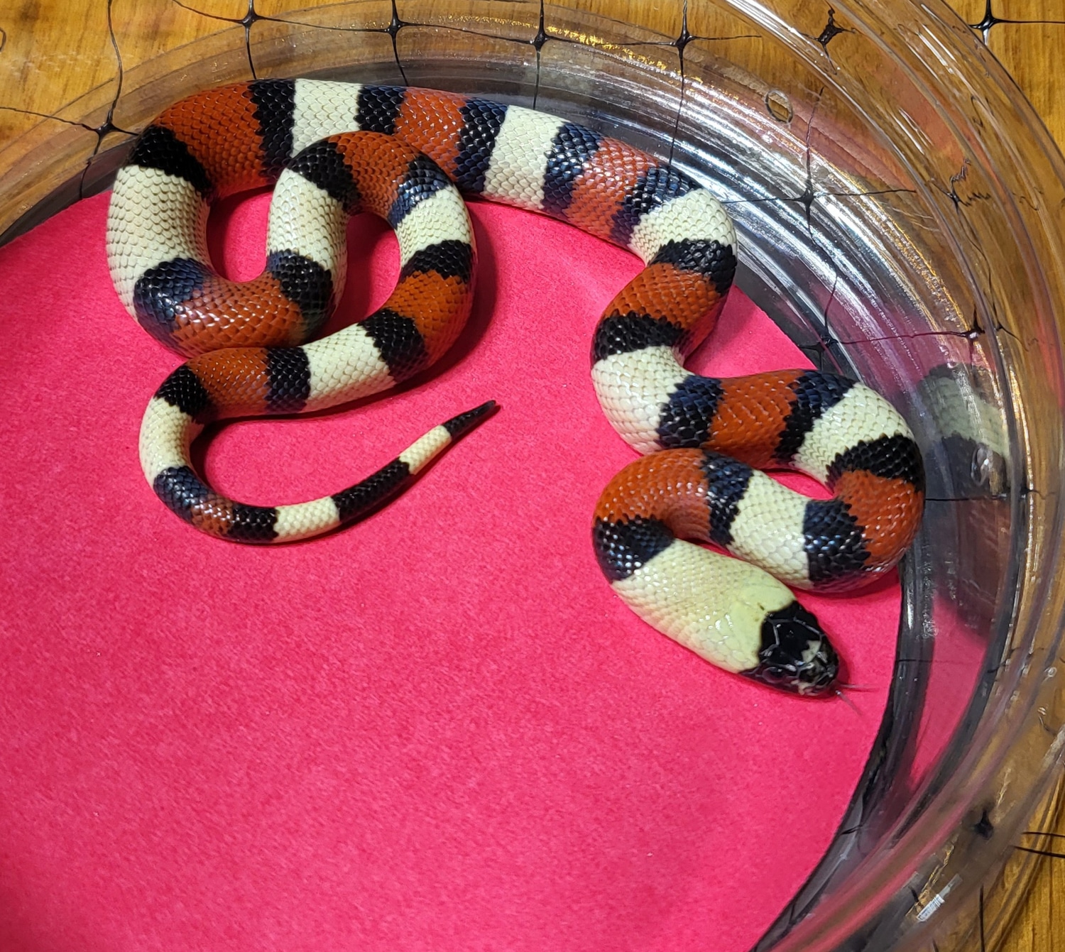 Curated visual reference: Pueblan Male Pueblan Milk Snake By Shores Enuff Snakes Photo Inspiration