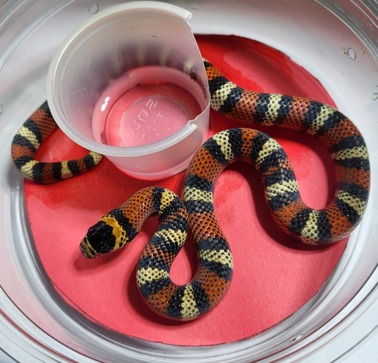 Male Andean Milk Snake by Shores Enuff Snakes MorphMarket