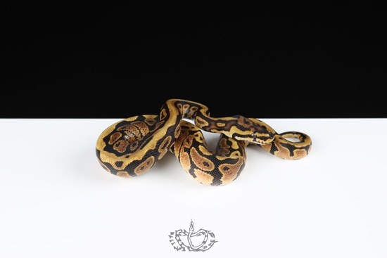 Spotnose Het Clown Ball Python by The Royal Clutch