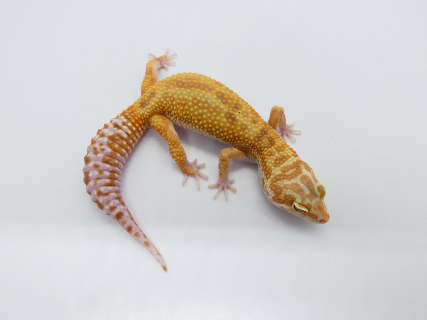 Tangerine Rainwater 66 Het Eclipse (Mandarin Blood Line) Leopard Gecko