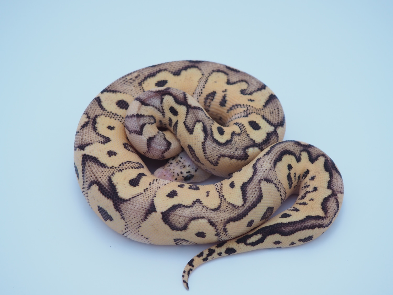 Firefly Clown Ball Python by Dorset Pythons - MorphMarket