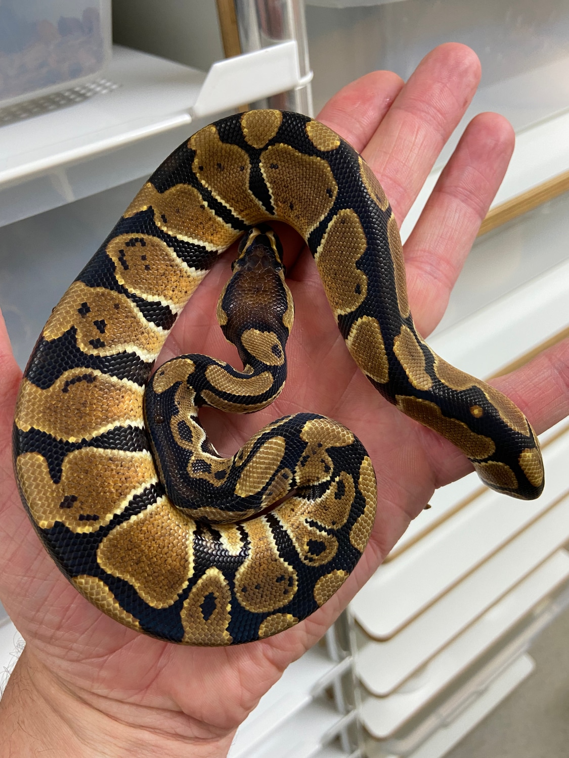 Triple Het Clown MJ Axanthic Pied Ball Python by Dorset Pythons ...