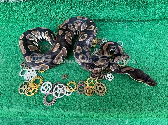 Black Head Red Gene 100% Het Desert Ghost Ball Python by Gearwork Exotics