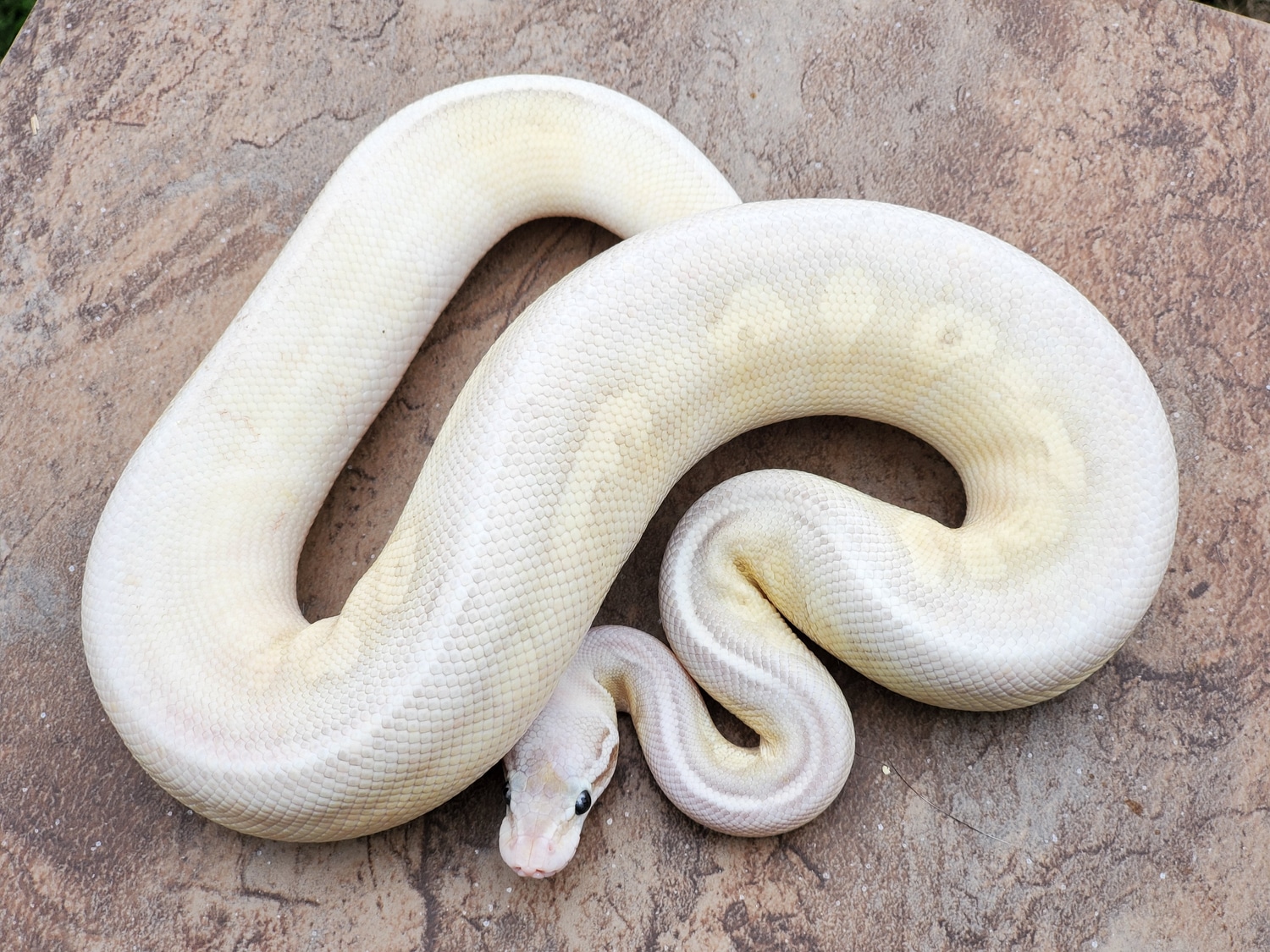 Super Pastel Enchi Fire Butter Cinnamon Ball Python by Double D Pythons ...