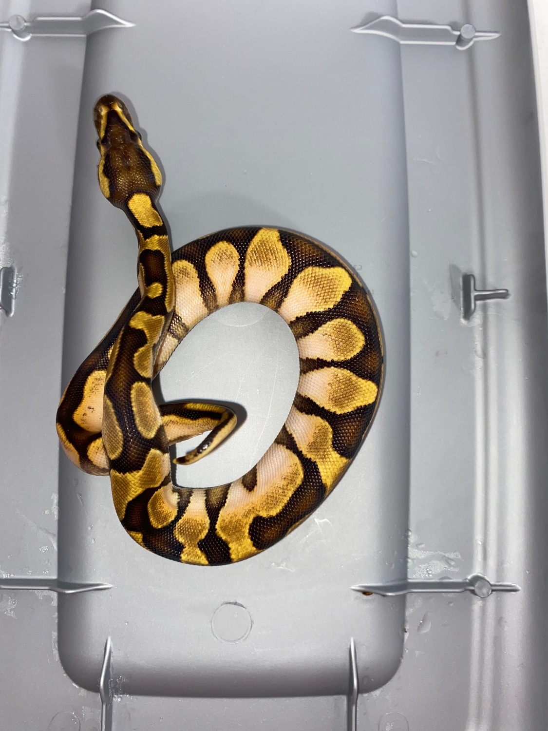Enchi Calico Ball Python by DoubleEreptiles - MorphMarket