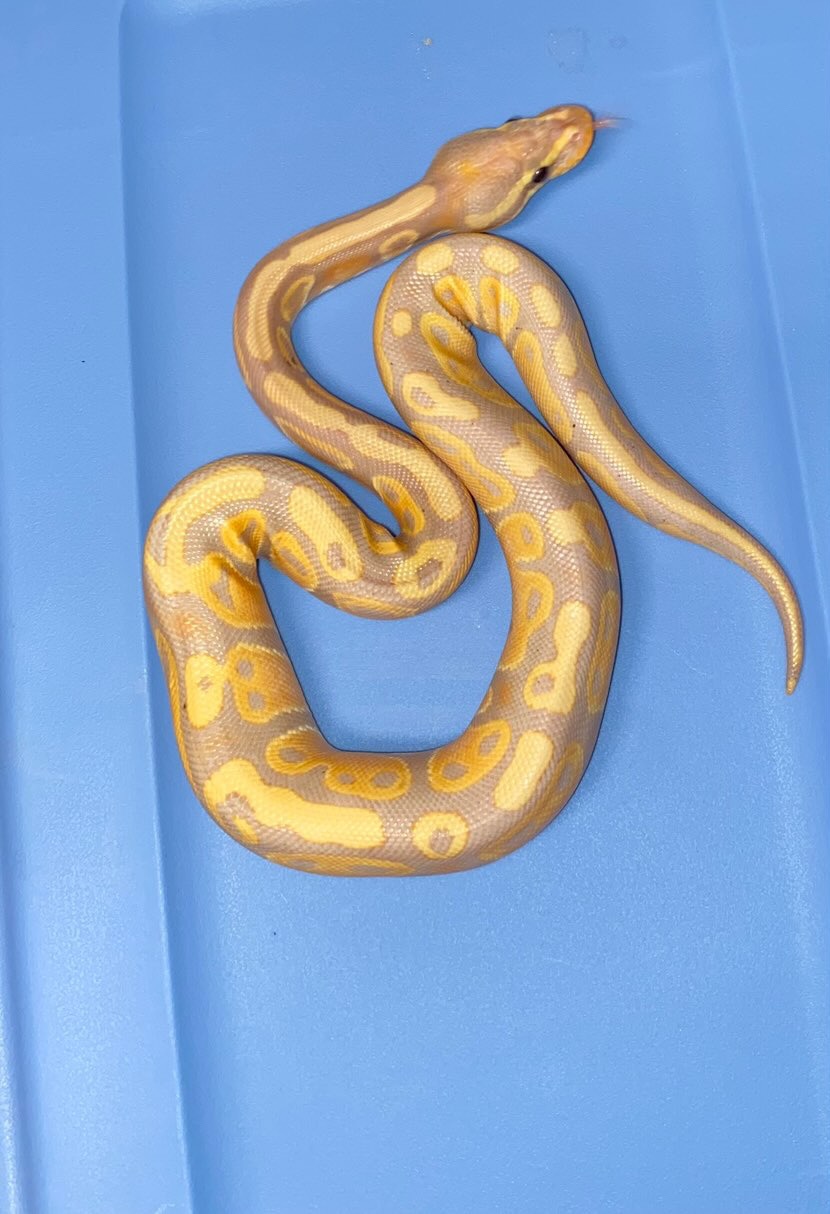 Banana Het Pied Ball Python by DoubleEreptiles MorphMarket