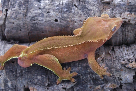 Red Patternless Phantom Crested Gecko By G G Reptiles