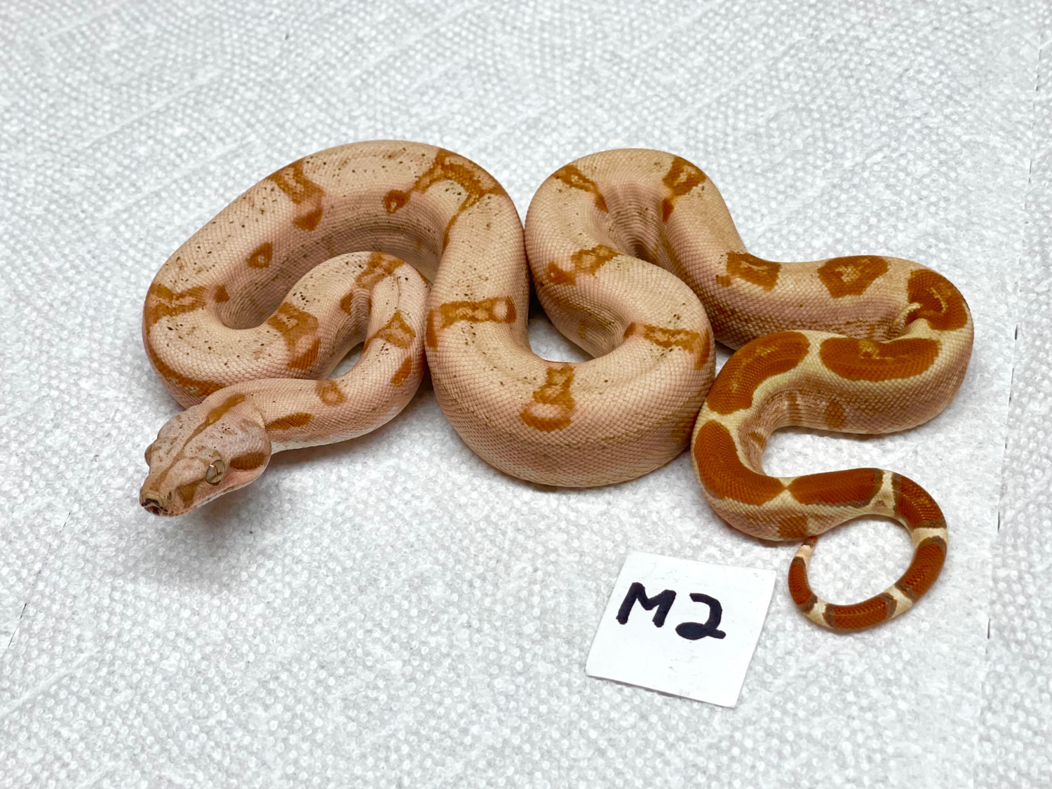 Purple Paraglow Boa Constrictor by Dnsmorphs - MorphMarket